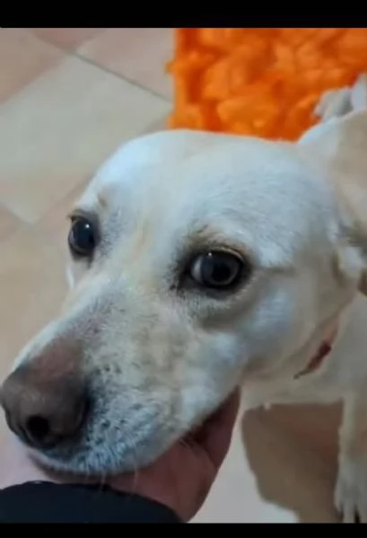 Arya taglia piccola 