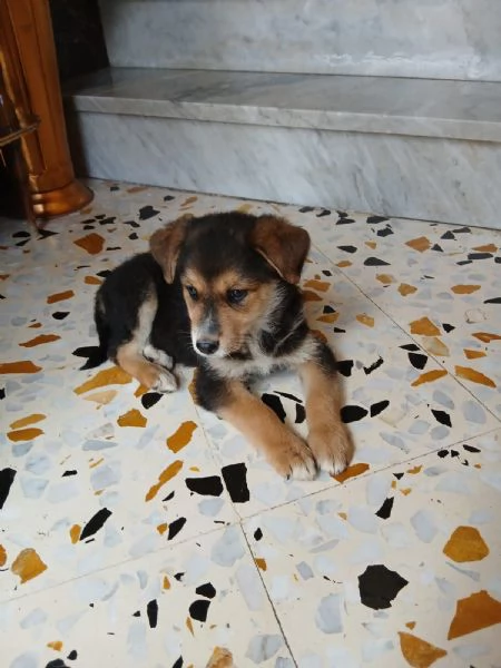 Gemma due mesi