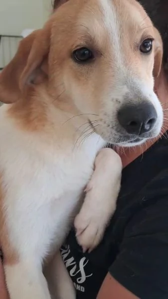 Maschietto 5 mesi