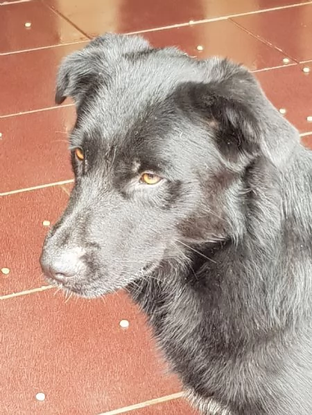 Kimbo 9 mesi | Foto 1