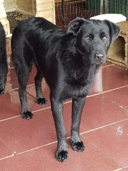 Kimbo 9 mesi | Foto 0