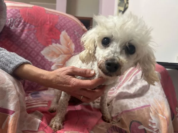 Lizzy 8 anni | Foto 1