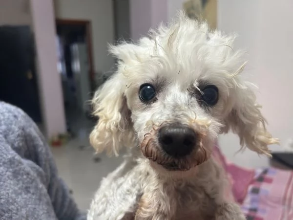 Lizzy 8 anni | Foto 0