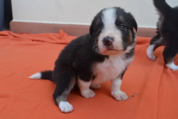 Cuccioli di border collie  | Foto 6
