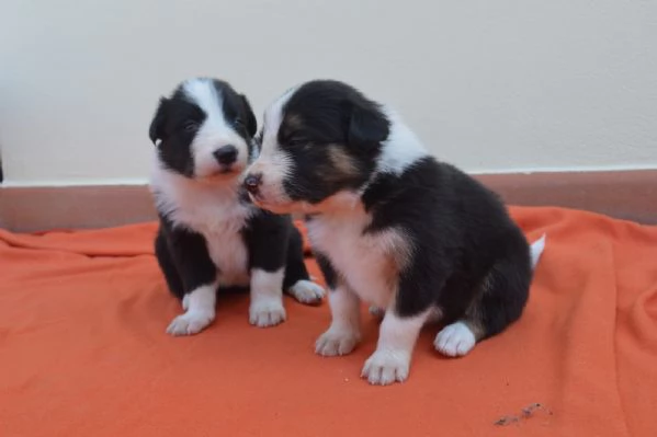 Cuccioli di border collie  | Foto 5