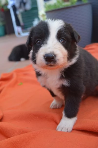 Cuccioli di border collie  | Foto 4