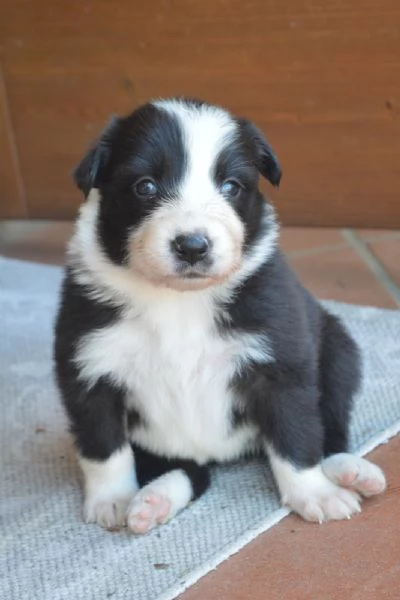 Cuccioli di border collie  | Foto 3