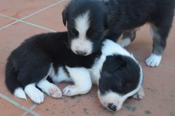 Cuccioli di border collie  | Foto 2