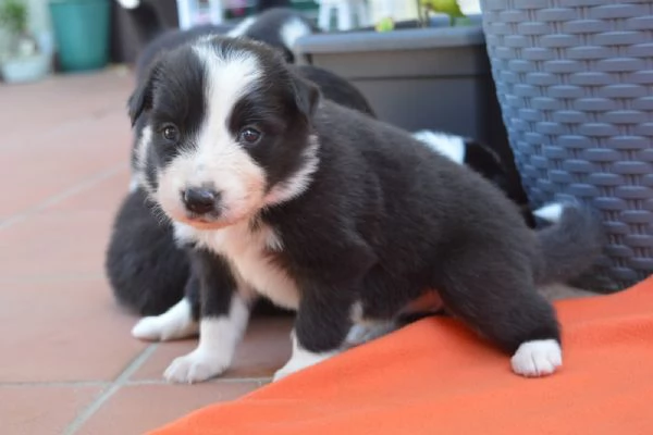 Cuccioli di border collie  | Foto 1
