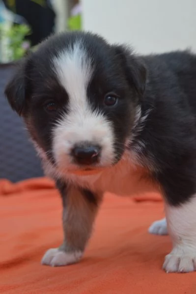 Cuccioli di border collie  | Foto 0