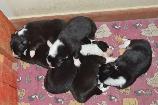 Cuccioli di border collie 