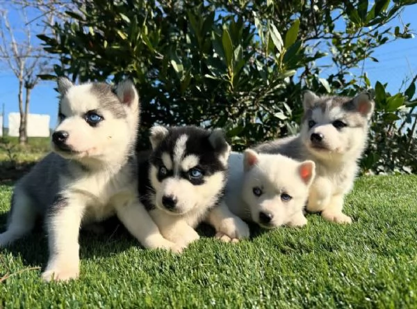Siberian Husky