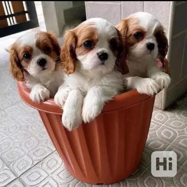 Cuccioli di Cavalier King Charles Spaniel con pedigree