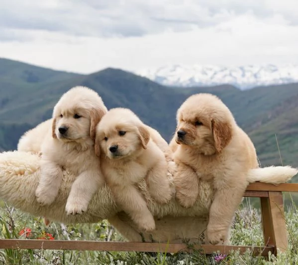 Cuccioli di Golden Retriever