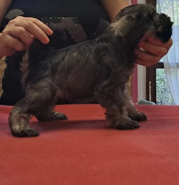 Cucciolo di zwergschnauzer pepe e sale 