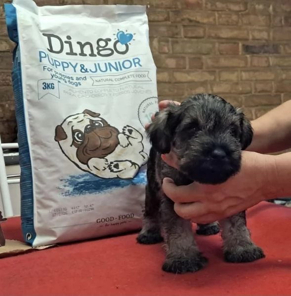 Cucciolo di zwergschnauzer pepe e sale  | Foto 1