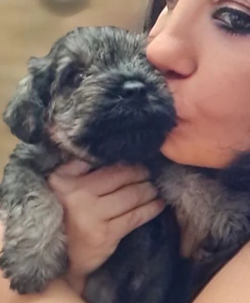 Cucciolo di zwergschnauzer pepe e sale  | Foto 0