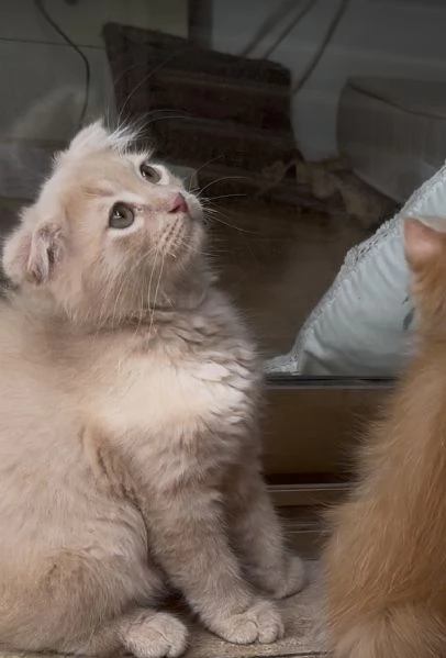 Gattini Scottish Fold  German Longhair | Foto 6