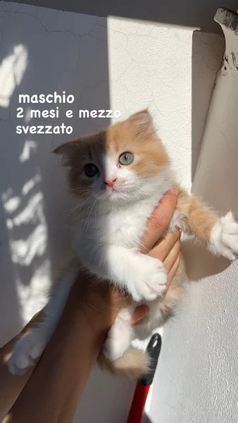 Gattini Scottish Fold  German Longhair | Foto 5