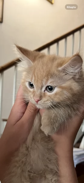 Gattini Scottish Fold  German Longhair | Foto 2