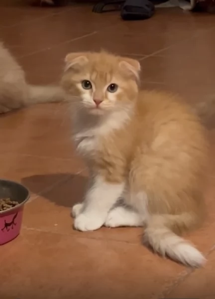 Gattini Scottish Fold  German Longhair | Foto 1