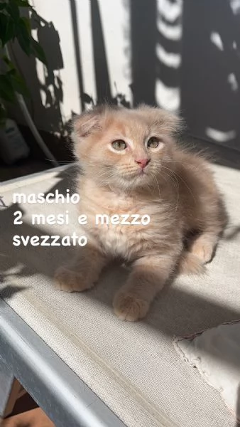 Gattini Scottish Fold  German Longhair