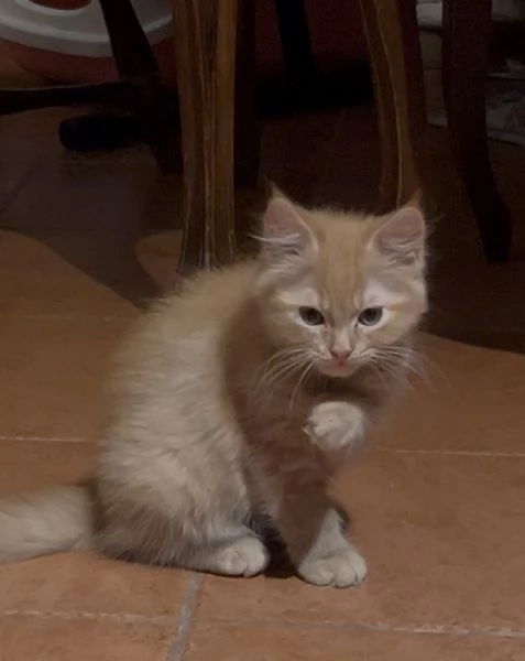 Gattini Scottish Fold  German Longhair | Foto 0