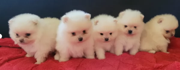 M  e F di orsacchiotto di peluche Volpino Pomerania per ladozione