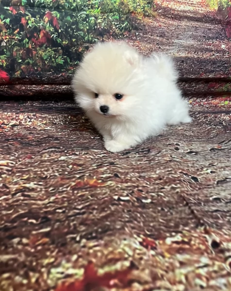 M e F di orsacchiotto di peluche Volpino Pomerania per ladozione | Foto 2