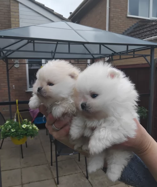 M e F di orsacchiotto di peluche Volpino Pomerania per ladozione | Foto 1