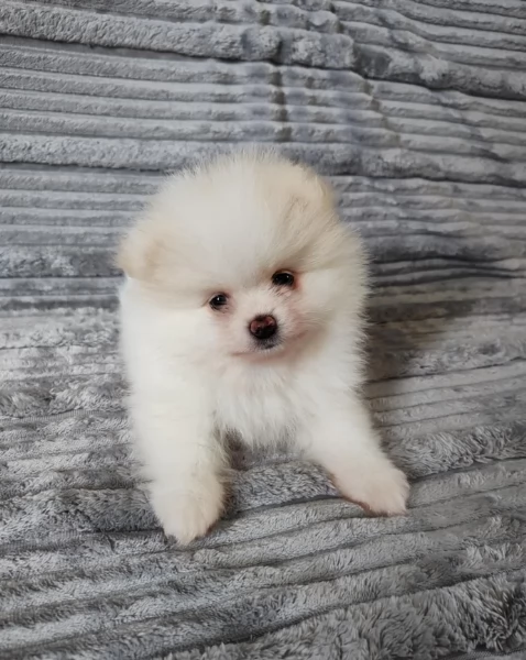 M e F di orsacchiotto di peluche Volpino Pomerania per ladozione | Foto 6