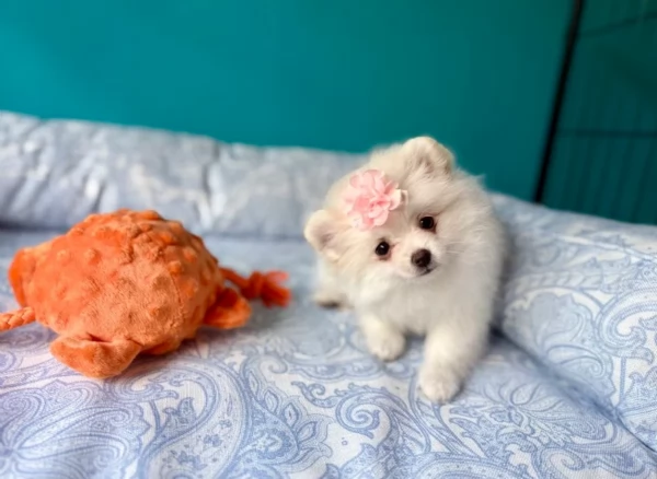 M e F di orsacchiotto di peluche Volpino Pomerania per ladozione