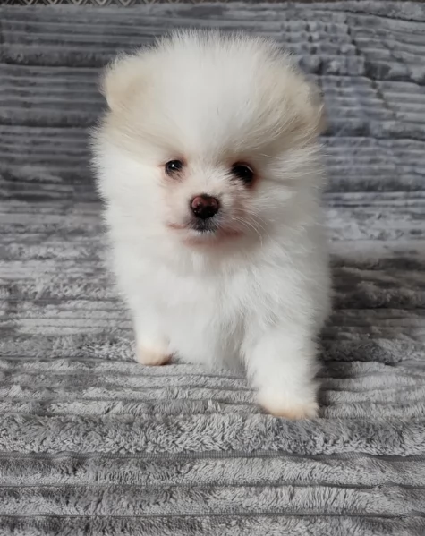 M e F di orsacchiotto di peluche Volpino Pomerania per ladozione | Foto 4