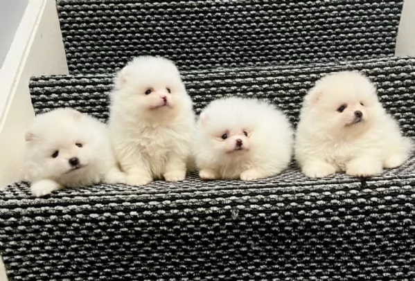 M e F di orsacchiotto di peluche Volpino Pomerania per ladozione | Foto 3