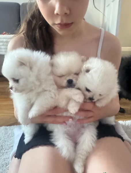 M e F di orsacchiotto di peluche Volpino Pomerania per ladozione | Foto 6