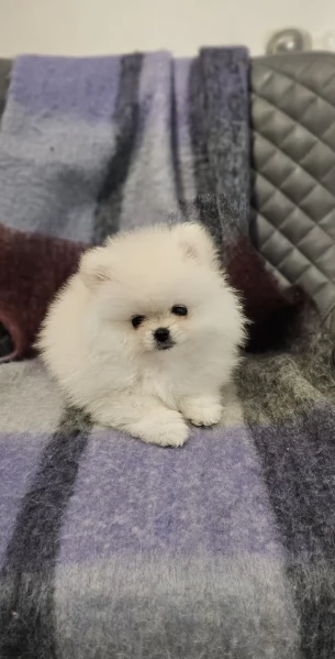 M e F di orsacchiotto di peluche Volpino Pomerania per ladozione