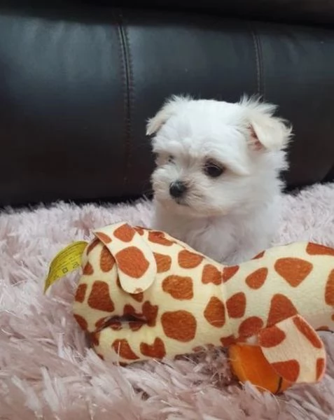 M e F di orsacchiotto di peluche Maltese per adozione | Foto 3