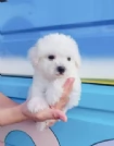 M e F di orsacchiotto di peluche Maltese per adozione | Foto 3