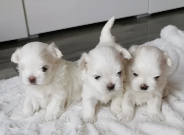 M e F di orsacchiotto di peluche Maltese per adozione | Foto 0