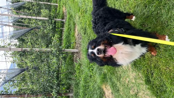 Bovaro del bernese | Foto 4