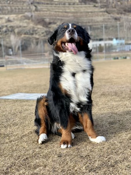 Bovaro del bernese | Foto 3