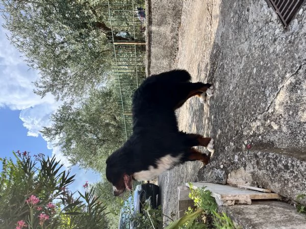 Bovaro del bernese | Foto 2