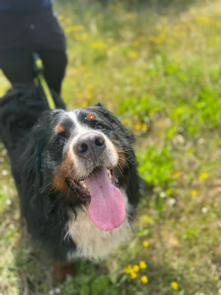 Bovaro del bernese | Foto 1