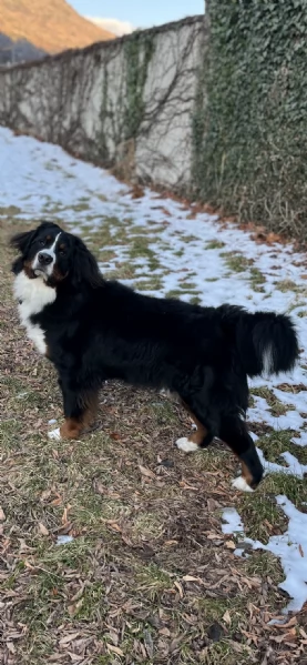 Bovaro del bernese | Foto 0