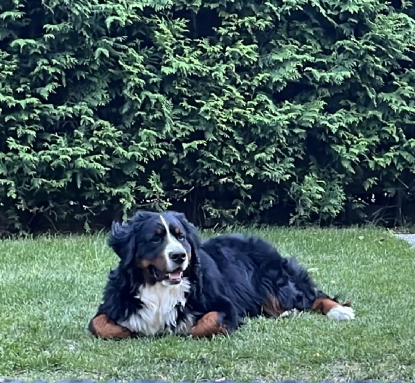 Bovaro del bernese