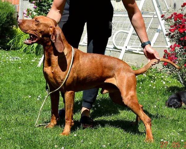 Bracco Ungherese a Pelo Corto  Cuccioli | Foto 3