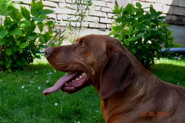 Bracco Ungherese a Pelo Corto  Cuccioli | Foto 2