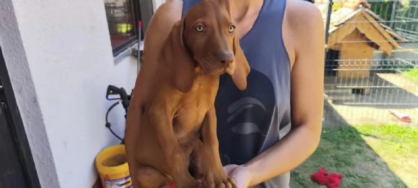 Bracco Ungherese a Pelo Corto  Cuccioli