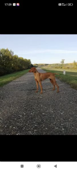 Bracco Ungherese a Pelo Corto  Cuccioli | Foto 0