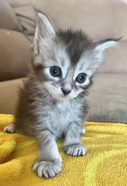 Cuccioli di Maine coon